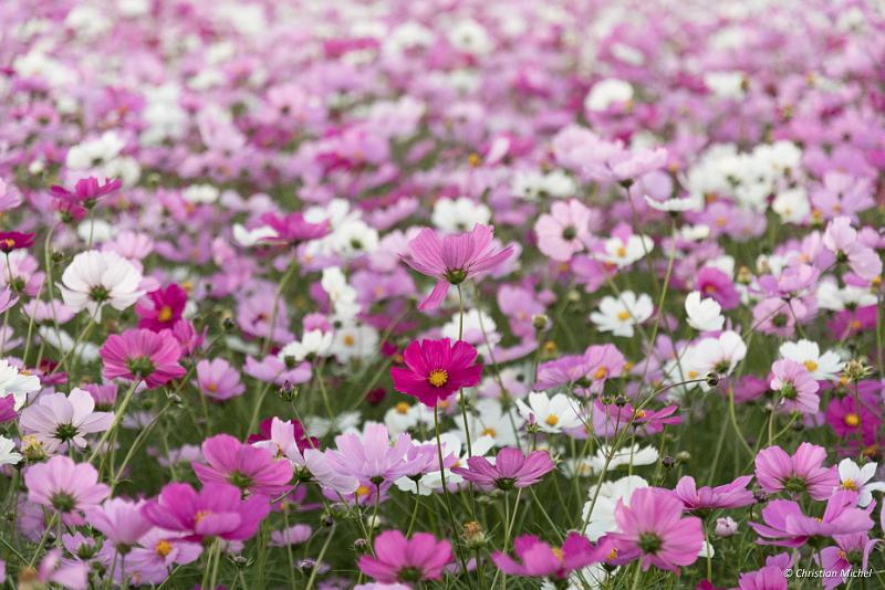 foto_20181028_1724_04_LR.jpg - cmichel@ballonspass.de