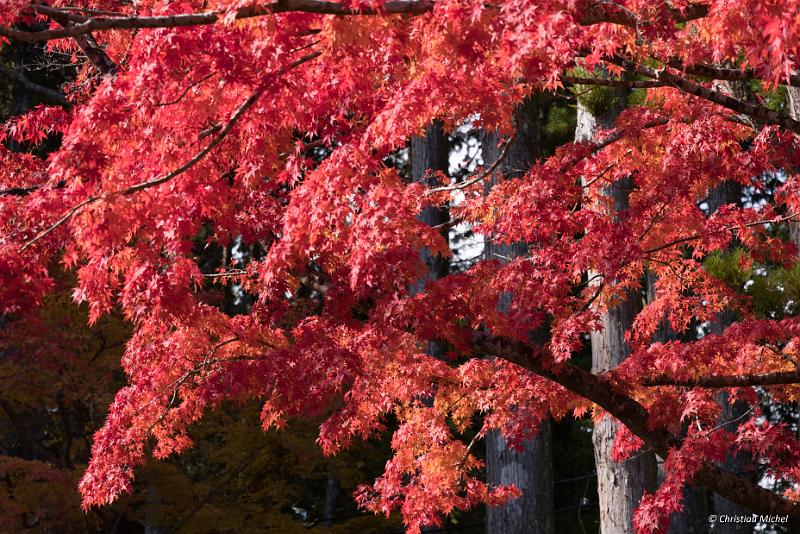 foto_20181107_1303_02_LR.jpg - cmichel@ballonspass.de